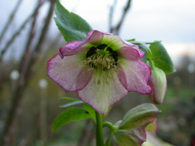 Helleborus_schwarze_Nektarien.jpg