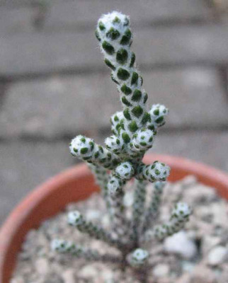 1.3.07._Helichrysum_coralloides__066.JPG