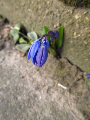 Scilla_siberica.JPG