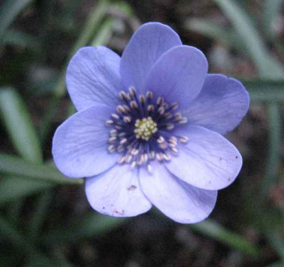 1.3.07._Hepatica_transs._Blue_Eyes__057.JPG