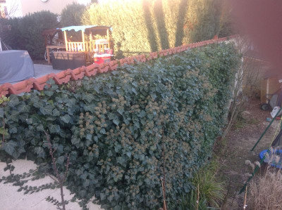 Gartenmauer3.jpg