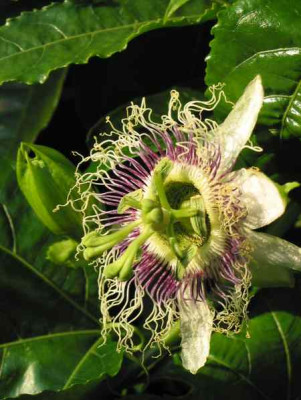 passiflora_edulis.jpg