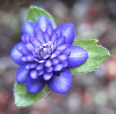 1.3.07._Hepatica_Shirin__033.JPG