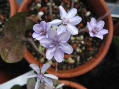 1.3.07._Hepatica_Saichou__039.JPG