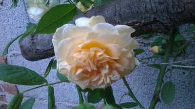 WP_20170610_033.jpg