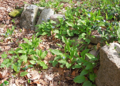 Omphalodes_verna.jpg
