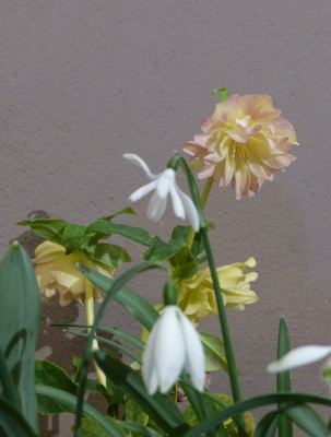 2018-02-25 Helleborus x hybridus gelblaubig.jpg