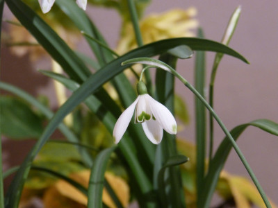 2018-02-25 Galanthus 'Confetti'.jpg