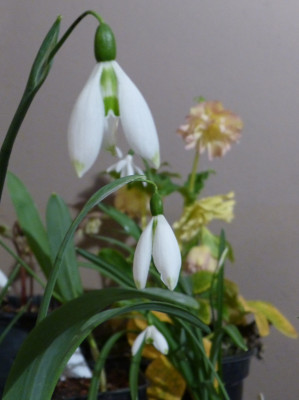 2018-02-25 Galanthus 'Fanny'.jpg