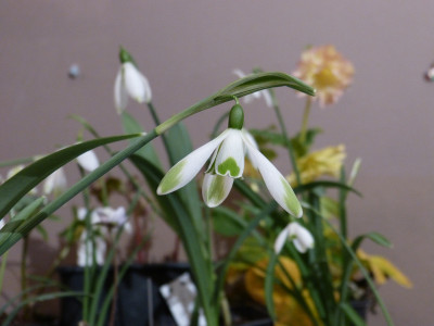 2018-02-25 Galanthus 'Jade'.jpg