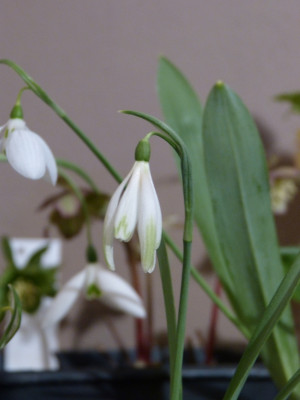 2018-02-25 Galanthus 'Shrek'.jpg