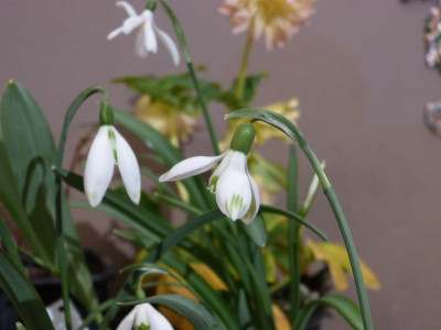 2018-02-25 Galanthus 'Solo'.jpg