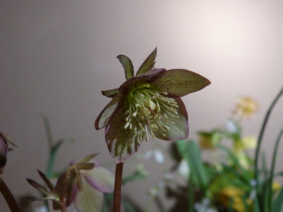 2018-02-25 Helleborus atrorubens.jpg