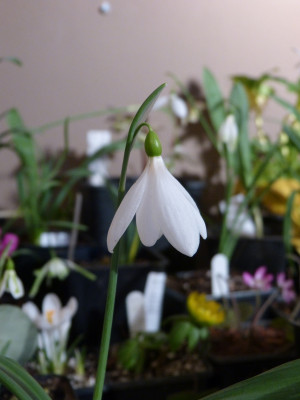 2018-02-25 Galanthus 'Seraph'.jpg