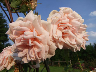 Clb.Paul Ledé Blüten.JPG