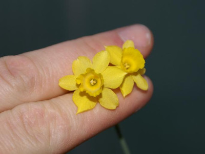 Narcissus_spec..JPG