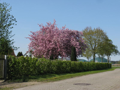 IMG_6519.jpg