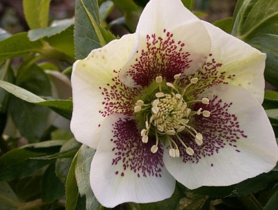 Helleborus2-03-07.jpg
