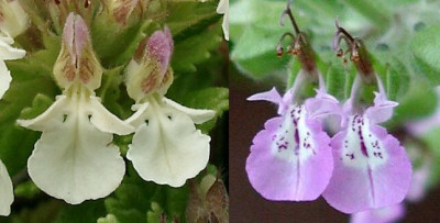 06220027_eTeucrium_pyrenaicumbotrys.jpg