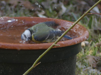 MeiseimWasser.JPG