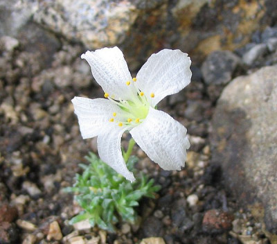 Saxifraga_dinnikii_2007_fars.jpg