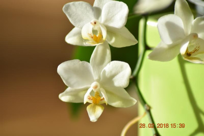 Orchidee 002.JPG
