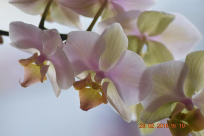 Orchidee 006.JPG