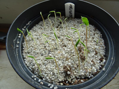 Arisaema consanguineum Germination February 2018.JPG