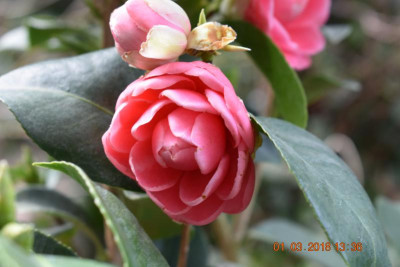 Camellia japonica 004.JPG