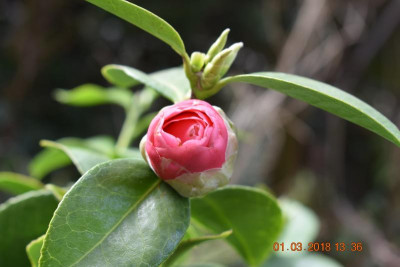 Camellia japonica 002.JPG