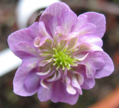 1.3.07._Hepatica_n._var._jap._Goshozakura__024.JPG
