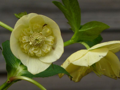 Helleb. Anemone Ivory Primrose.jpg