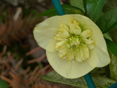 Helleb. Anemone Ivory Primrose2.jpg