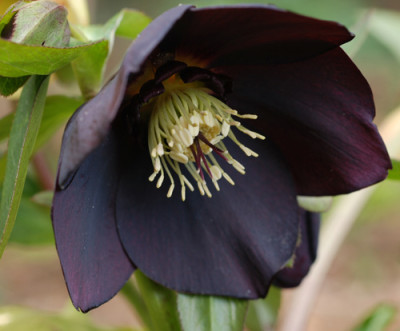Meine-Schwarze-k.jpg