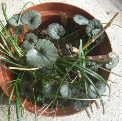 C.mirabilis Tilebarn-Jan ax.jpg
