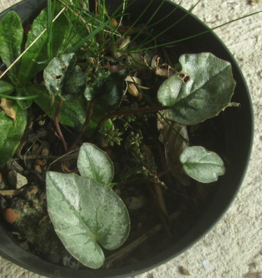 C.cilicium silver leaf.jpg