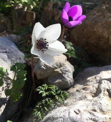 Anemone coronaria - 18-03_Iran.jpg