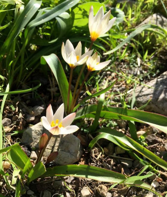 Tulipa saxatilis_18-03.jpg