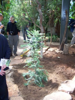 100_0386_Wollemia_plantation_PP.jpg