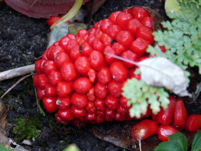 2017-11-08 Arisaema candidissimum.jpg