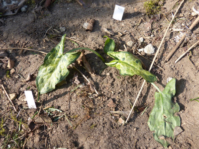 2018-03-04 Arum 'Monksilver'.jpg