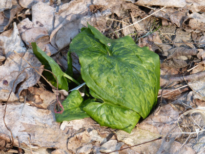 2018-03-04 Arum 'Chameleon'.jpg