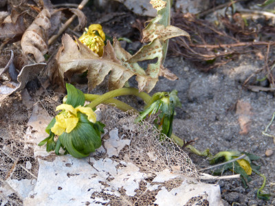 2018-03-04 Eranthis 'Schwefelglanz'.jpg