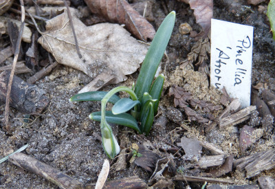 2018-03-04 Galanthus 'Trympostor'.jpg