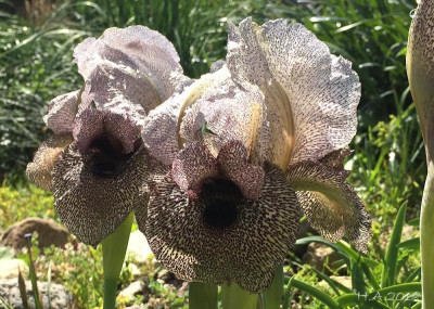 Iris damascena_18-03-04.jpg