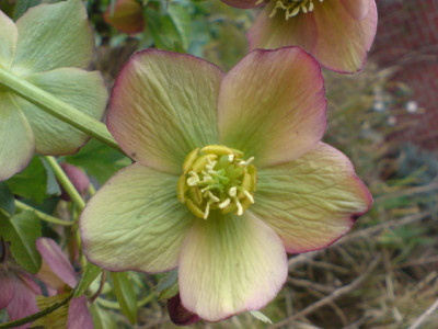helleborus_schonheit_in_grun_und_rot.JPG