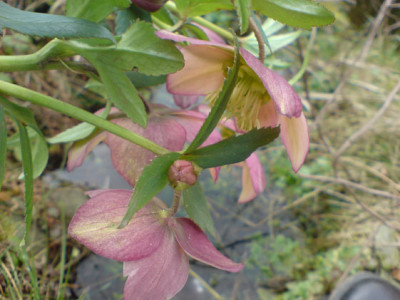 helleborus_schonheit_in_grun_und_rot2.JPG