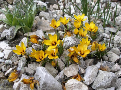 Crocus korolkowii 04.03.18.JPG