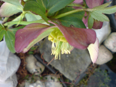 helleborus_schonheit_in_grun_und_rot3.JPG