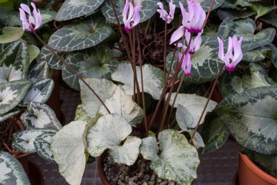 C.rhodium peloponnesiacum silver leaf.JPG